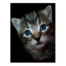 Postal del gatito del Tabby