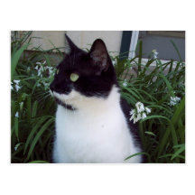 postal del gato