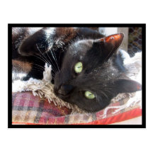Postal del "gato negro"