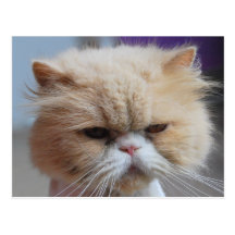 Postal del gato persa del Ronroneo-fect
