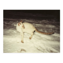 Postal del gato siamés