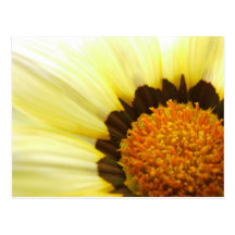 Postal del Gazania