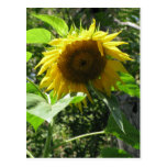 Postal del girasol