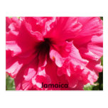 Postal del hibisco de Jamaica