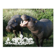 Postal del Hippopotamus de África
