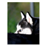 Postal del husky siberiano