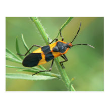 Postal del insecto del Milkweed