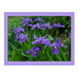 Postal del iris de Cali de la abuela