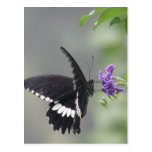 Postal del jardín de la mariposa