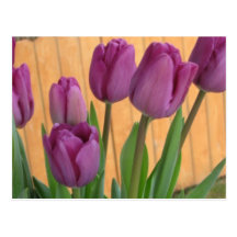 Postal del jardín del tulipán