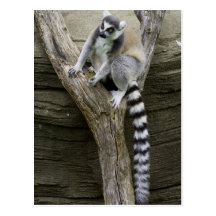Postal del Lemur