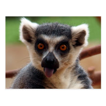 Postal del Lemur