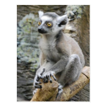 Postal del Lemur Ringtailed del bebé