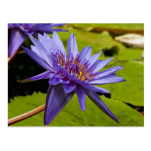 Postal del lirio de agua