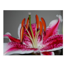 Postal del lirio del Stargazer