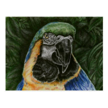 Postal del Macaw del azul y del oro
