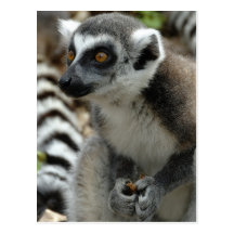 Postal del mono del Lemur
