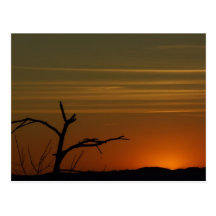 Postal del naranja de Sunsey