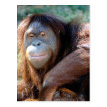Postal del orangután