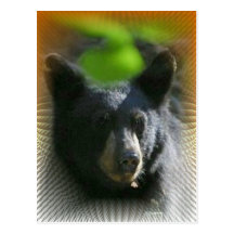 Postal del oso