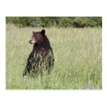 Postal del oso negro