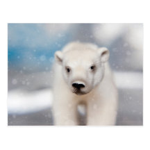 Postal del oso polar