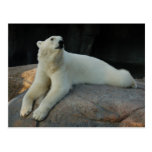 Postal del oso polar