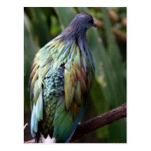 Postal del pájaro de la paloma de Nicobar