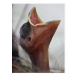 Postal del pájaro del Hatchling