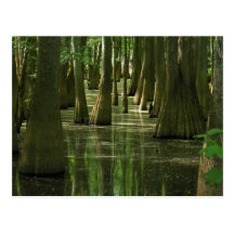 Postal del pantano de Cypress
