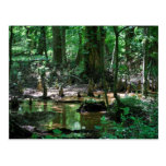 Postal del pantano de Cypress calvo