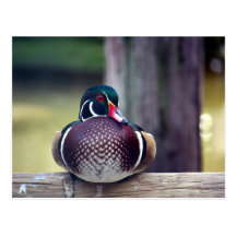Postal del pato de madera