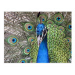 Postal del pavo real