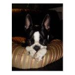 Postal del perrito de Boston Terrier
