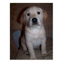Postal del perrito del laboratorio