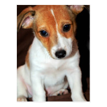 Postal del perro de perrito de Jack Russell Terrie