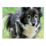 Postal del perro de perrito de Sheltie