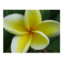Postal del Plumeria