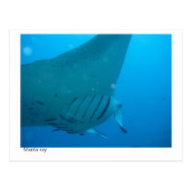 postal del rayo de manta - 02