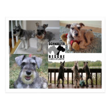 Postal del rescate del Schnauzer