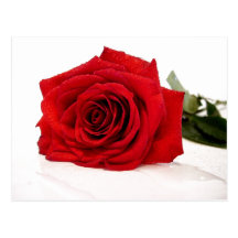 Postal del rosa rojo