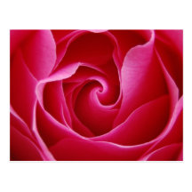 Postal del rosa rojo