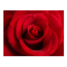 Postal del rosa rojo