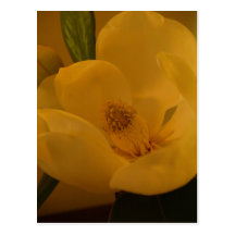 "Postal del satén de la magnolia"