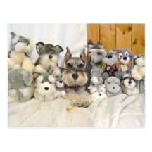 Postal del Schnauzer miniatura