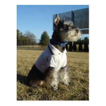 Postal del Schnauzer miniatura