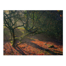 Postal del secreto del bosque
