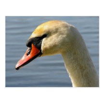 postal del swanhead