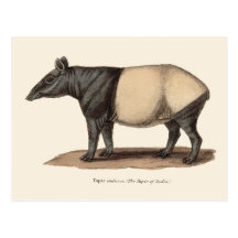 POSTAL DEL TAPIR