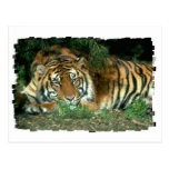 Postal del tigre de Bengala